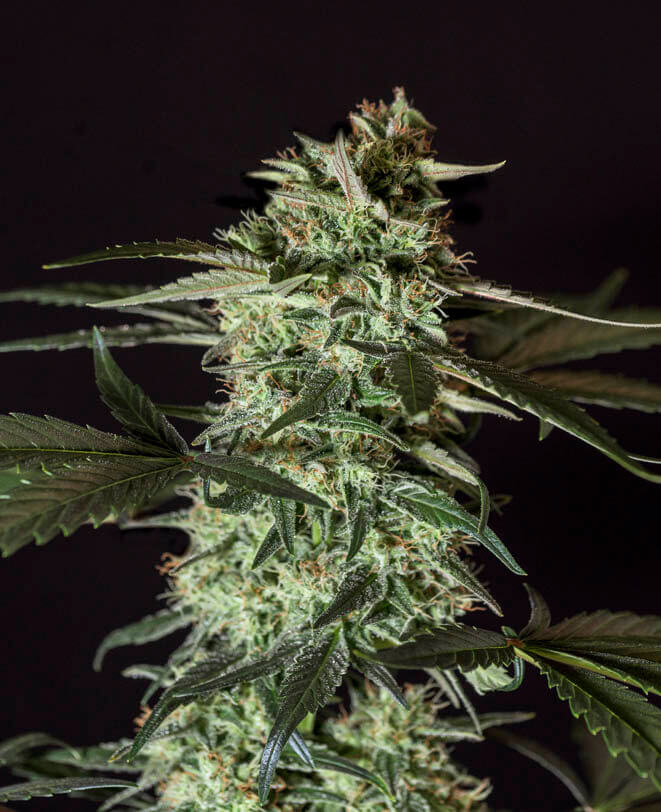 Medizinal CBD - Alchimia