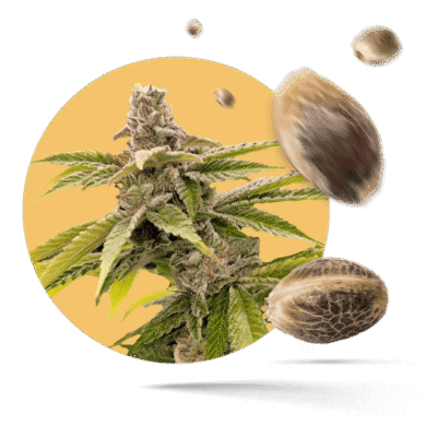 Mikromachine Samen - Autoflower - Kannabia