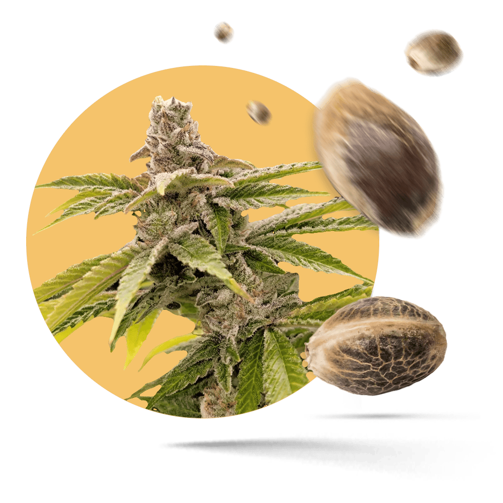 Mikromachine Samen - Autoflower - Kannabia