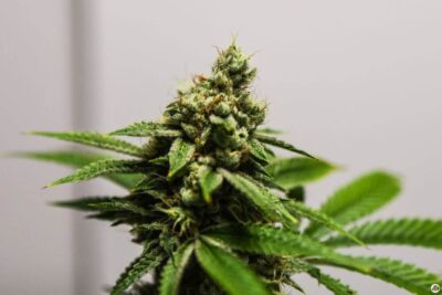 Monkey Banana - Alchimia