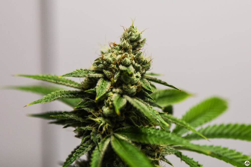 Monkey Banana - Alchimia