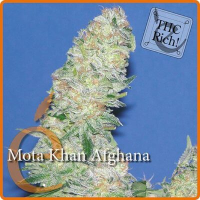 Mota Khan Afghana - Alchimia