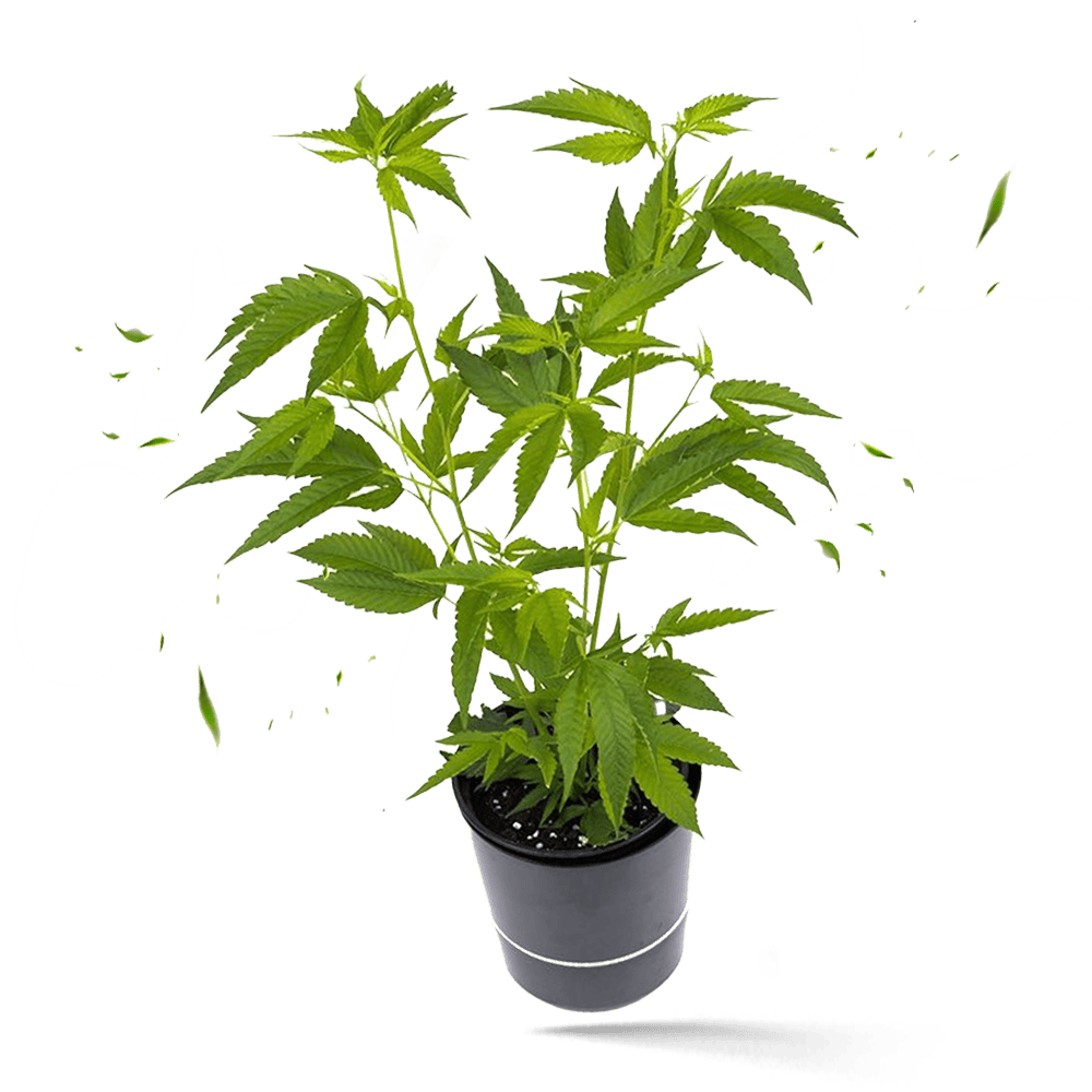 Mr. Good Chem Steckling - Hanfgarten