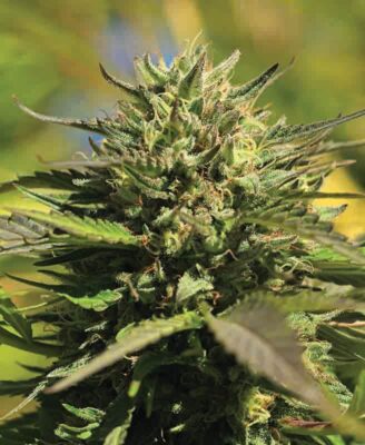 OG Kush - Humboldt Seeds Company - Alchimia