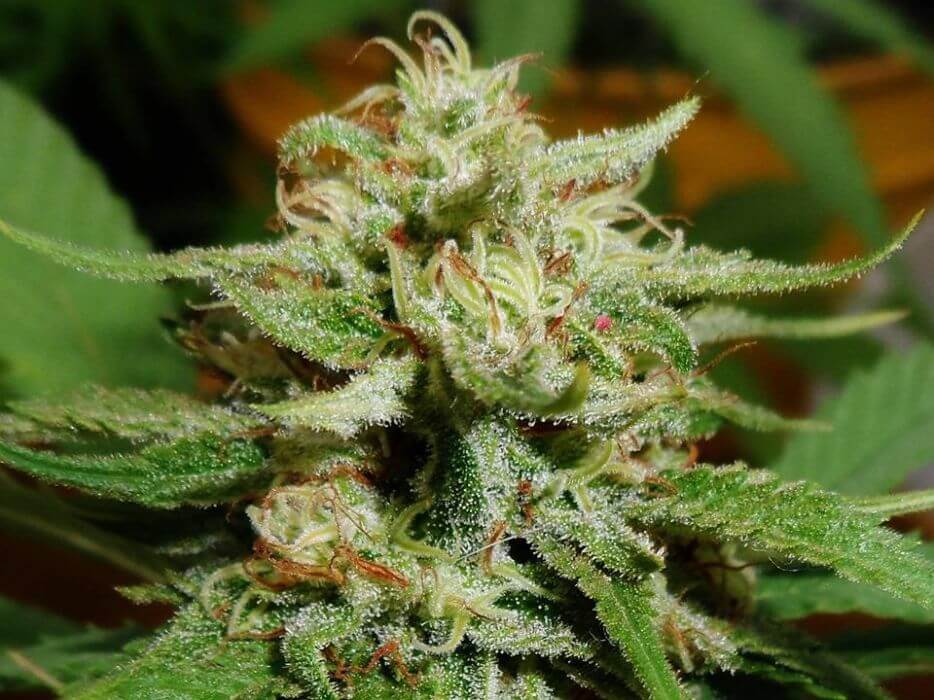 Old Amnesia - Alchimia