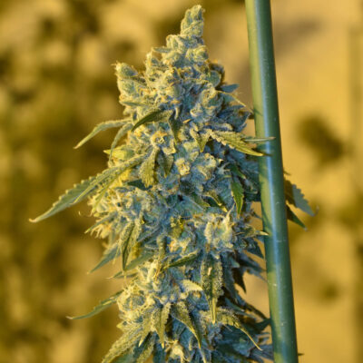 OSG Cheese - Alchimia