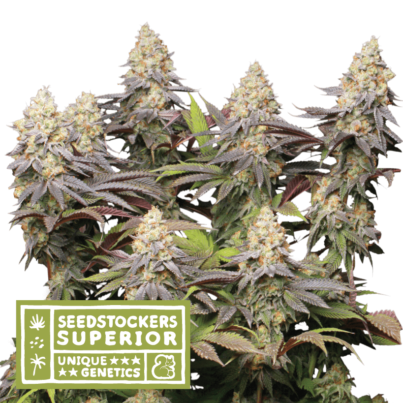 Panty Punch - Alchimia