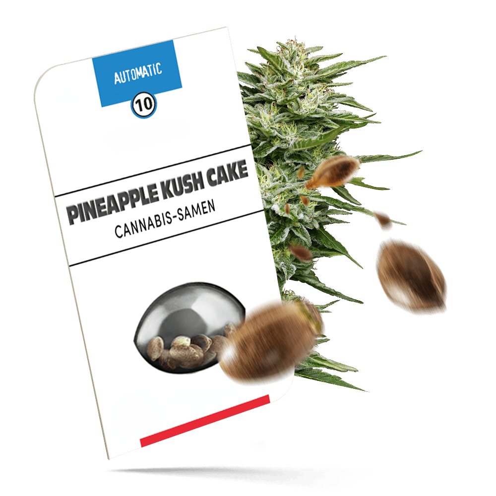 Pineapple Kush Cake Samen - Autoflower - Sensi Seeds