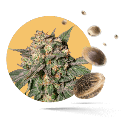 Pure Skunk Go Fast Samen - Feminisiert - Kannabia