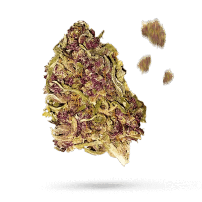 Purple Bud Samen - Autoflower - Sensi Seeds
