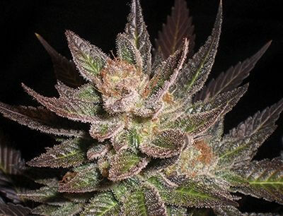 Purple Haze - Alchimia