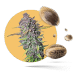 Purple Punch Samen - Autoflower