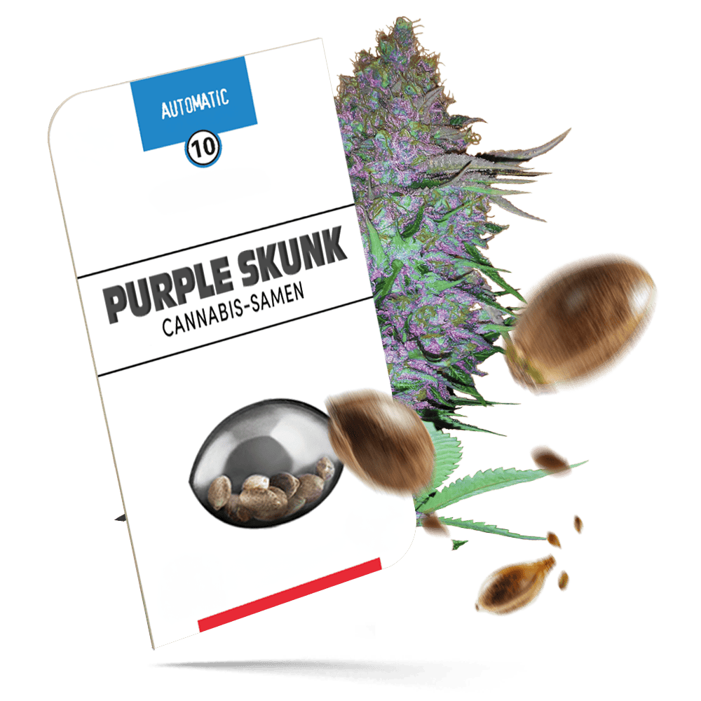 Purple Skunk Samen - Autoflower - Seeds24