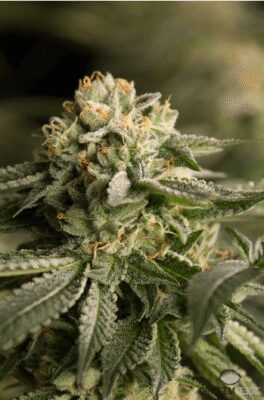 Remo Chemo - Alchimia