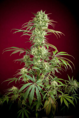 Respect 1 - Alchimia