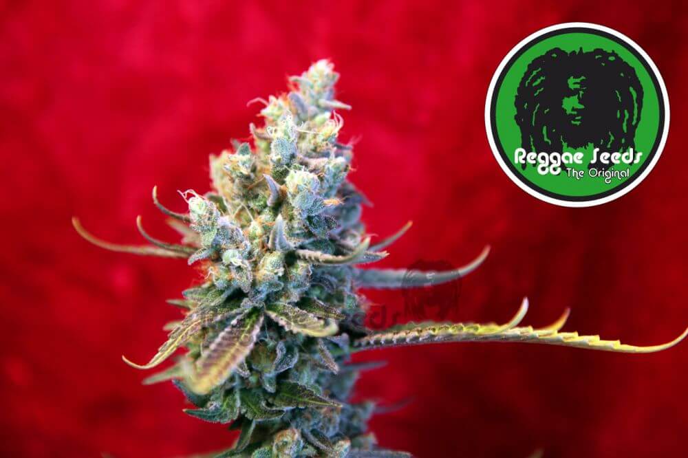 Revolution 1 - Alchimia