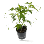 Runtz x Layer Cake Steckling