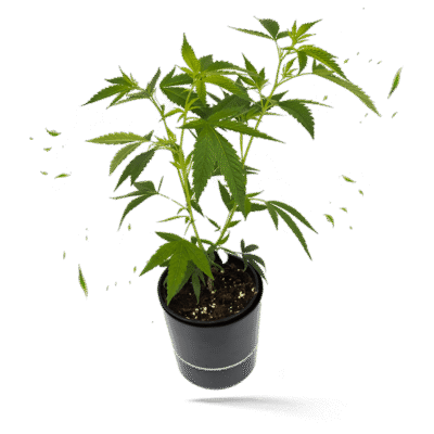 Runtz x Layer Cake Steckling - Hanfgarten