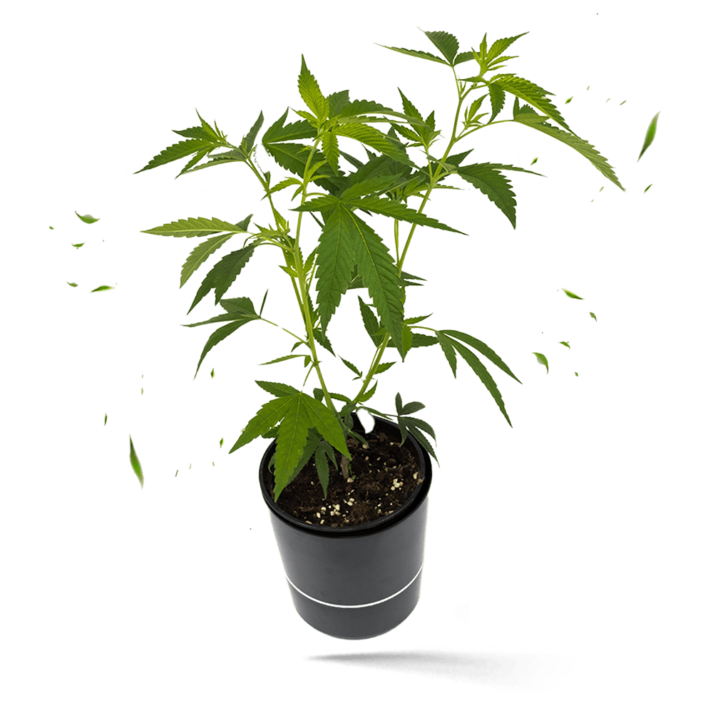 Runtz x Layer Cake Steckling - Hanfgarten