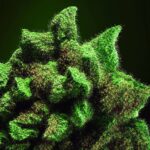 Vertanical THC CBD Cannabis Extrakt - Cannabissorte