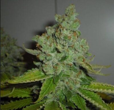 SFV OG Kush IBL - Alchimia