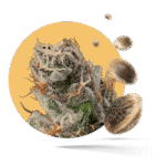 Zkittlez Samen - Autoflower