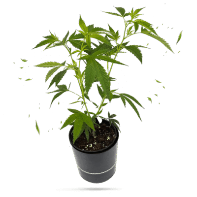 Skunk #1 Steckling - Hanfgarten