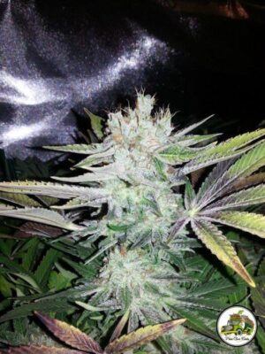 Soganjah CBD - Alchimia