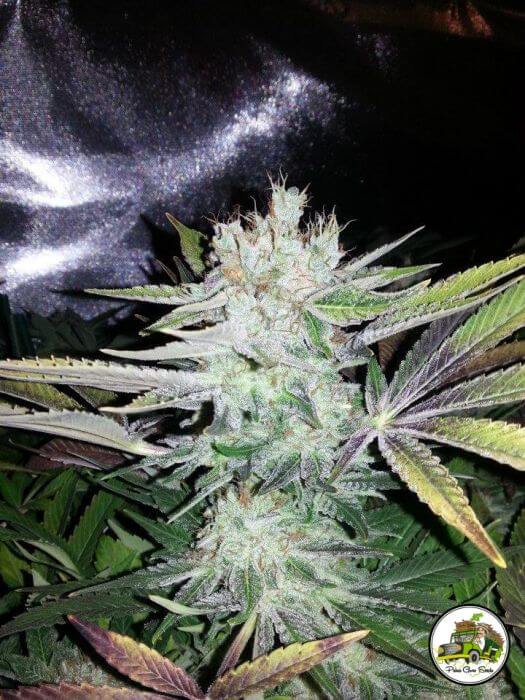 Soganjah CBD - Alchimia