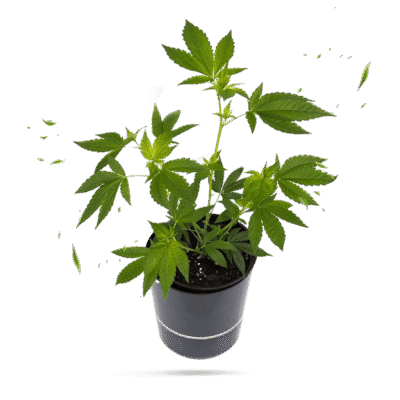 Somango Steckling - Hanfgarten