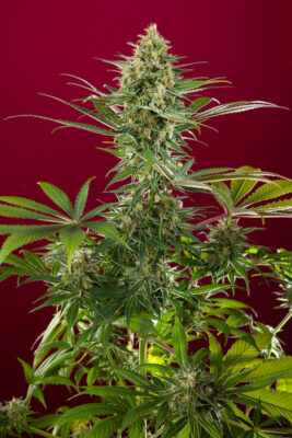 Sra. Amparo - Alchimia