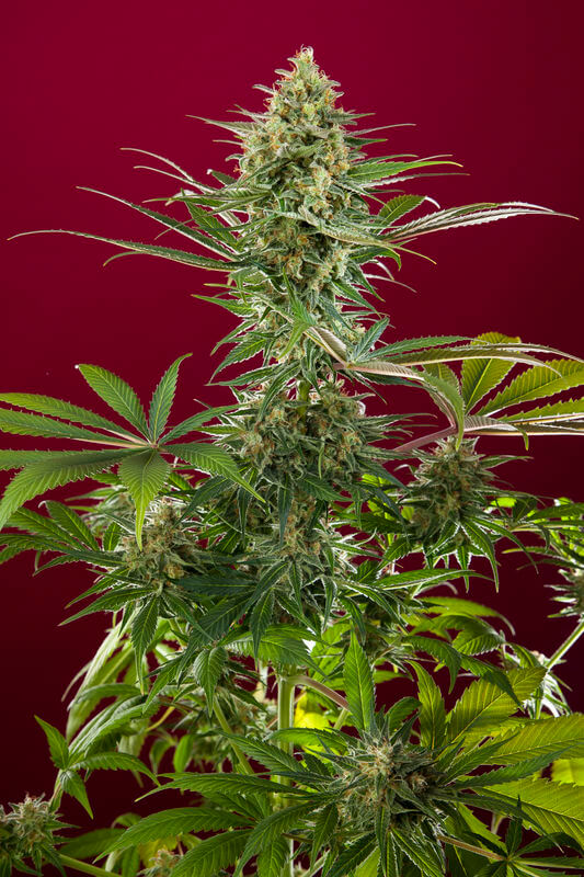 Sra. Amparo - Alchimia