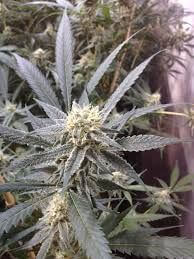 Strawberry Banana aka Strawnana - Alchimia