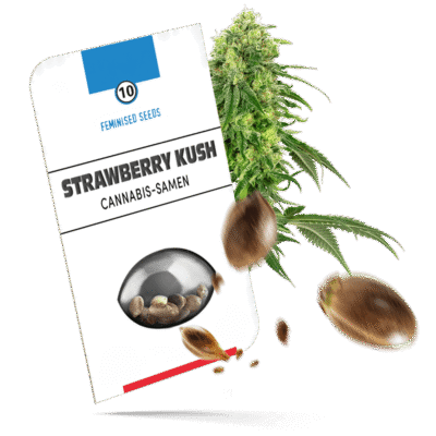 Strawberry Kush Samen - Feminisiert - Sensi Seeds