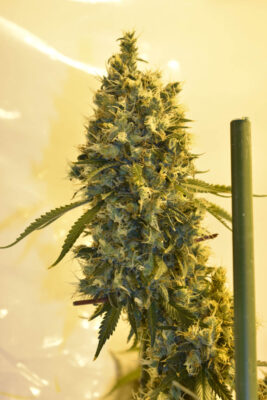 Strawberry Mist - Alchimia