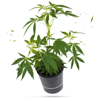 Super Lemon Haze Steckling - Hanfgarten