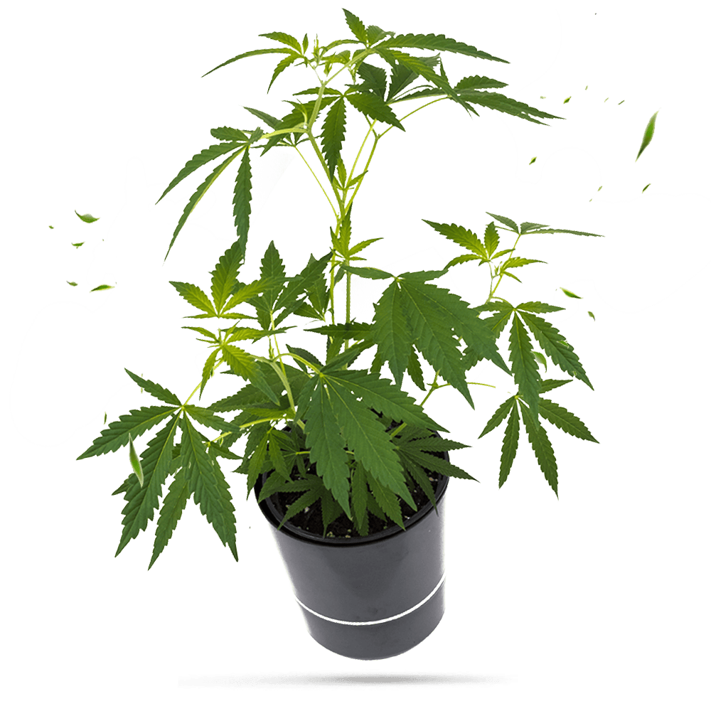 Super Lemon Haze Steckling - Hanfgarten