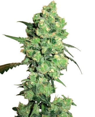 Super Skunk – Alchimia