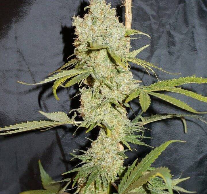 Superchoco - Alchimia