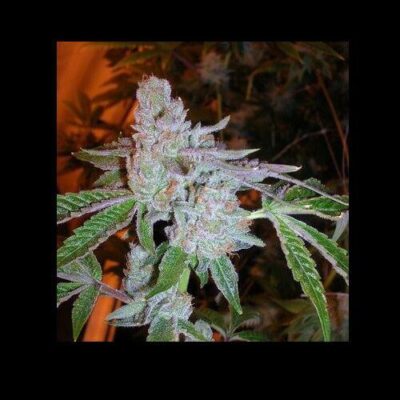 Tahoe OG Kush - Alchimia