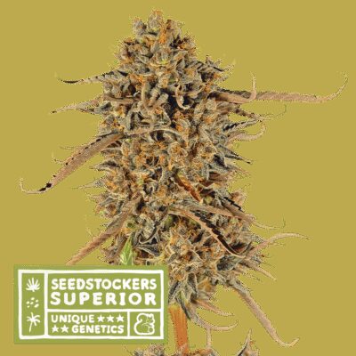 Thunder Banana - Alchimia