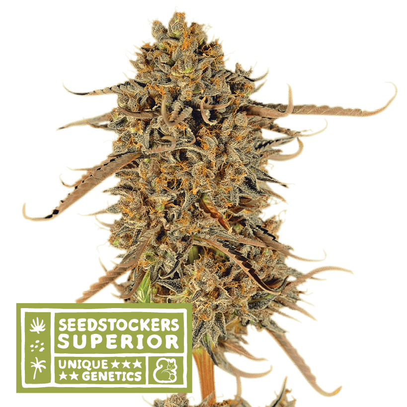 Thunder Banana - Alchimia