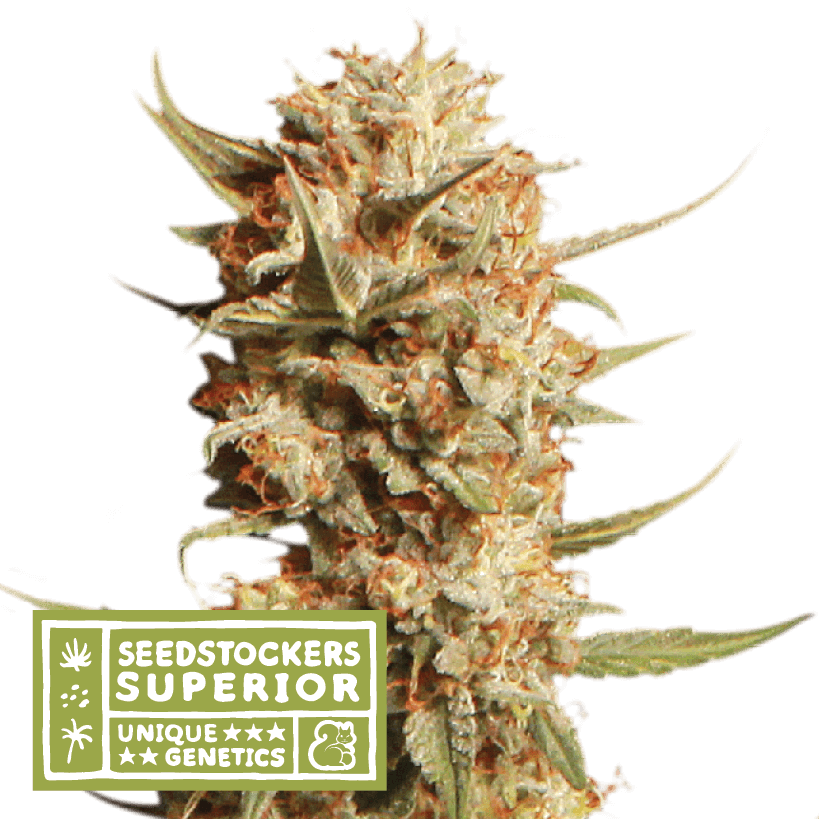 Thunder Banana Auto - Alchimia