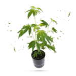 Tropical Gelato Steckling