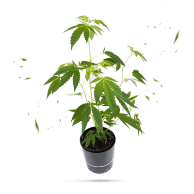 Tropical Gelato Steckling - Lucky Hemp