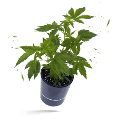 Tropicanna Banana Steckling - Hanfgarten