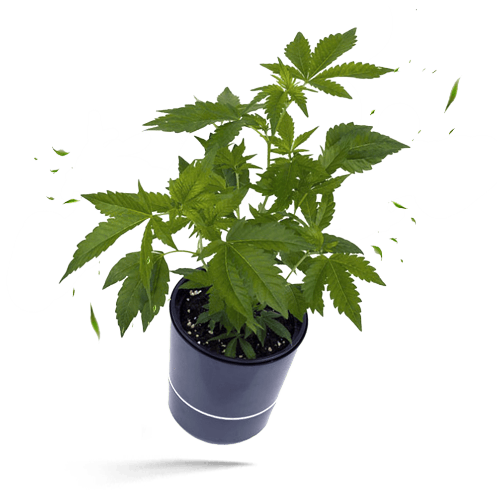 Tropicanna Banana Steckling - Hanfgarten