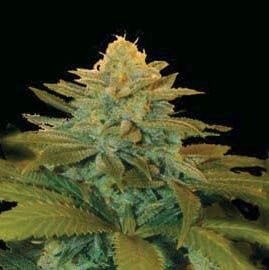 Txees Bilbo - Alchimia