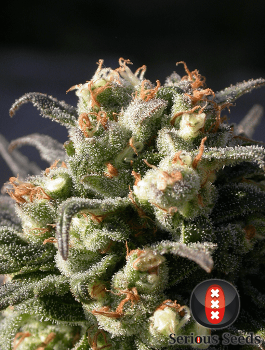 Warlock - Regular - Alchimia