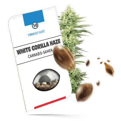 White Gorilla Haze Samen - Feminisiert - Sensi Seeds